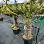 Palma konopná (Trachycarpus wagnerianus) – výška kmeňa: 20-30 cm, celková výška: 80-100 cm, kont. C20L (-19°C)