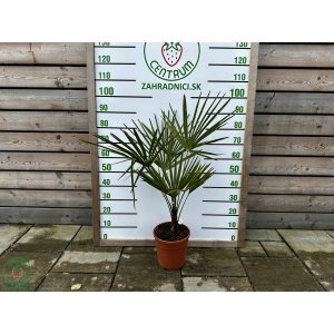 Palma konopná (Trachycarpus fortunei) - výška 50-70 cm, výška kmeňa 15-25 cm, kont. C3L (-17°C) 