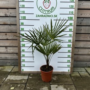 Palma konopná  (Trachycarpus fortunei)  - výška kmeňa 15-25 cm, kont. C7/10L, celková výška 50-70 cm (-17°C) 