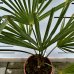 Palma konopná  (Trachycarpus fortunei)  - výška kmeňa 15-25 cm, kont. C7/10L, celková výška 50-70 cm (-17°C) 