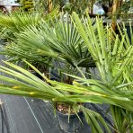 Palma konopná (Trachycarpus wagnerianus) – výška kmeňa: 20-30 cm, celková výška: 80-100 cm, kont. C20L (-19°C)
