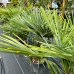 Palma konopná (Trachycarpus wagnerianus) – výška kmeňa 40-50 cm, celková výška 110-130 cm, kont. C30L (-19°C)