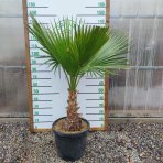 Palma vláknitá (Washingtonia filifera) – výška kmeňa: 30-40 cm, celková výška: 80-110 cm, kont. C35L (-4°C) 