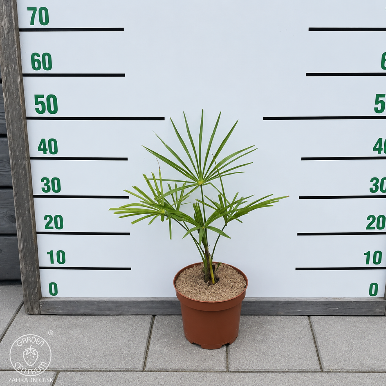 Obrázok Palma konopná (Trachycarpus wagnerianus) – výška 20-30 cm, kont. C3L