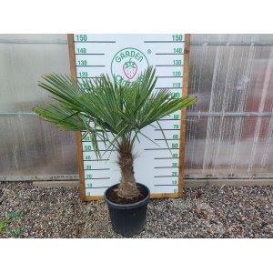 Palma konopná (Trachycarpus fortunei)  - výška kmeňa: 50-60 cm, celková výška: 120-150 cm (-17°C) 