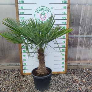 Palma konopná (Trachycarpus fortunei)  - výška kmeňa: 50-60 cm, celková výška: 120-150 cm (-17°C) 