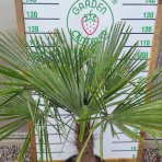 Palma konopná (Trachycarpus fortunei) - výška kmeňa: 30-40 cm, celková výška: 80-120 cm, kont. C30L (-17°C)