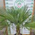 Palma konopná (Trachycarpus fortunei)  - výška kmeňa: 50-60 cm, celková výška: 120-150 cm (-17°C) 