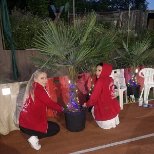 Palma konopná (Trachycarpus fortunei)  - výška kmeňa 40-50 cm, celková výška 90-120 cm (-17°C) 