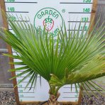 Palma vláknitá (Washingtonia filifera) – výška kmeňa: 30-40 cm, celková výška: 80-110 cm, kont. C35L (-4°C) 
