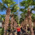 Palma konopná (Trachycarpus fortunei)  - výška kmeňa: 50-60 cm, celková výška: 120-150 cm (-17°C) 