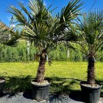 Palma konopná (Trachycarpus fortunei)  - výška kmeňa: 50-60 cm, celková výška: 120-150 cm (-17°C) 
