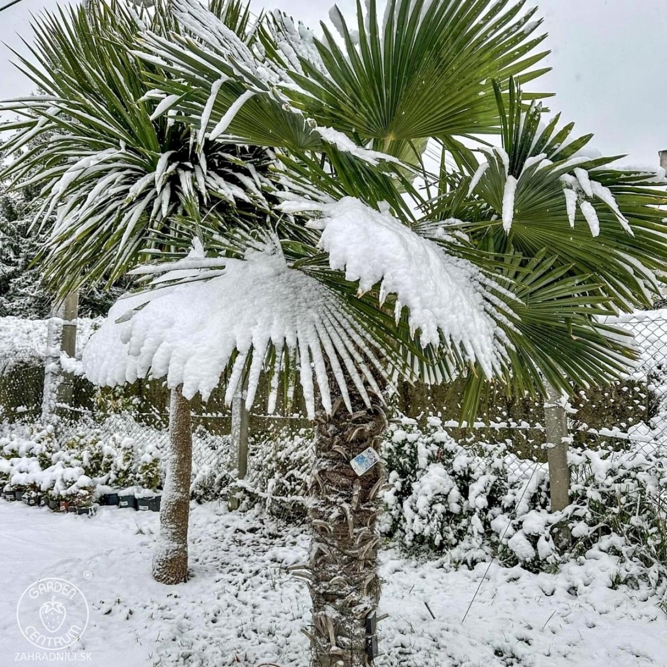 Obrázok Palma konopná (Trachycarpus fortunei) - výška kmeňa 80-90 cm, celková výška 160-180 cm (-17°C)
