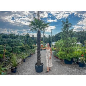 Palma konopná (Trachycarpus fortunei) - výška kmeňa 175-200 cm, celková výška 250-300 cm (-17°C) 