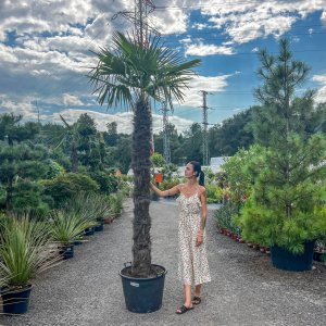 Palma konopná (Trachycarpus fortunei) - výška kmeňa 175-200 cm, celková výška 250-300 cm (-17°C) 