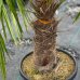 Palma konopná (Trachycarpus fortunei)  - výška kmeňa 40-50 cm, celková výška 90-120 cm (-17°C) 