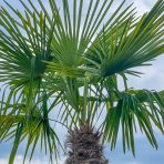 Palma konopná (Trachycarpus fortunei) - výška kmeňa 175-200 cm, celková výška 250-300 cm (-17°C) 