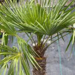 Palma konopná (Trachycarpus fortunei)  - výška kmeňa 40-50 cm, celková výška 90-120 cm (-17°C) 