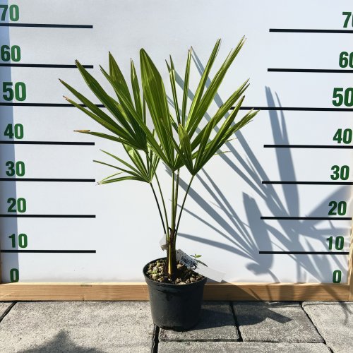 Palma konopná (Trachycarpus fortunei), celková výška 40-70 cm, kont.C3L (-17°C)