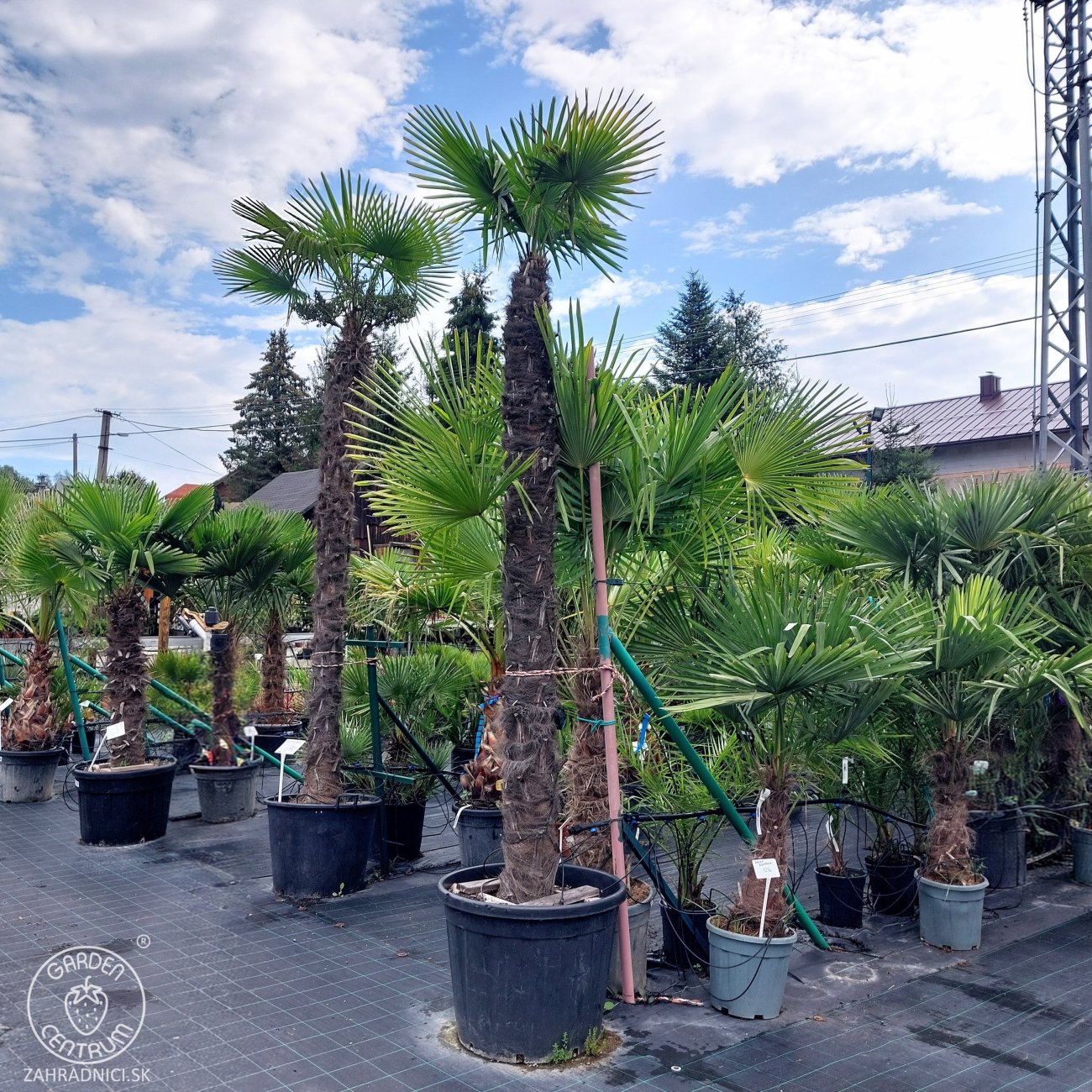 Obrázok Palma konopná (Trachycarpus fortunei) - výška kmeňa 240-250 cm, celková výška 300-350 cm, C130L (-17°C)