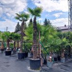 Palma konopná (Trachycarpus fortunei) - výška kmeňa 240-250 cm, celková výška 300-350 cm, C130L (-17°C)