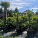 Palma konopná (Trachycarpus fortunei) - výška kmeňa 240-270 cm, celková výška 300-350 cm (-17°C)