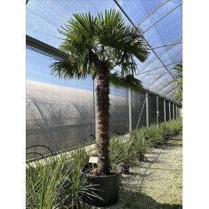 Palma konopná (Trachycarpus fortunei) - výška kmeňa 200-220 cm, celková výška 270-330 cm (-17°C) BOHATO OLISTENÝ EXEMPLÁR