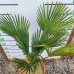 Palma konopná (Trachycarpus fortunei) - výška kmeňa: 30-40 cm, celková výška: 80-120 cm, kont. C30L (-17°C)