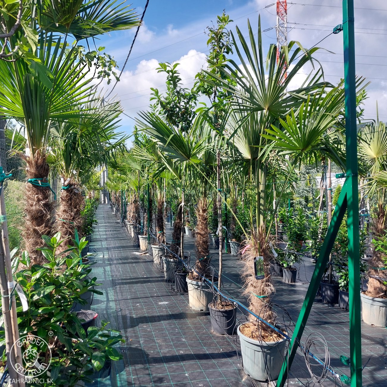 Obrázok Palma konopná (Trachycarpus fortunei) - výška kmeňa 50-60 cm, celková výška 140-160 cm, kont. C55L (-17°C)
