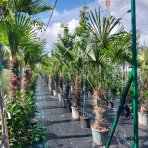 Palma konopná (Trachycarpus fortunei) - výška kmeňa 50-60 cm, celková výška 140-160 cm, kont. C55L (-17°C)