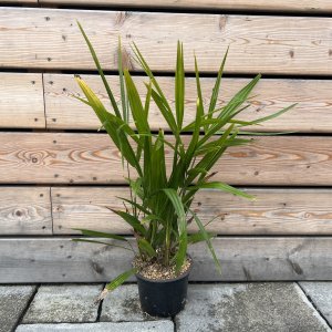 Palma konopná (Trachycarpus fortunei), výška: 50-80 cm (-17°C)  4 až 5 paliem v jednom kvetináči