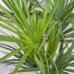 Palma konopná  (Trachycarpus fortunei) - výška kmeňa 10-20 cm, celková výška 70-100 cm (-17°C) 