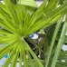 Palma konopná  (Trachycarpus fortunei) - výška kmeňa 10-20 cm, celková výška 70-100 cm (-17°C) 