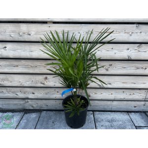 Palma konopná  (Trachycarpus fortunei) - výška 60-80 cm, výška kmeňa 10-15 cm, kont. C7L/C10L  (-17°C) 