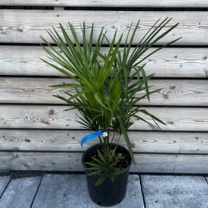 Palma konopná  (Trachycarpus fortunei) - výška kmeňa 10-20 cm, celková výška 70-100 cm (-17°C) 