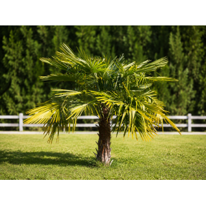 Palma konopná (Trachycarpus fortunei) - výška kmeňa 50-60 cm, celková výška 140-160 cm, kont. C55L (-17°C)