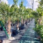 Palma konopná (Trachycarpus fortunei) - výška kmeňa 80-90 cm, celková výška 160-180 cm (-17°C)