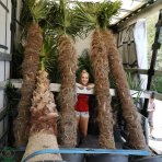 Palma konopná (Trachycarpus fortunei) - výška kmeňa 120-130 cm, celková výška 190-210 cm, kont. C50L (-17°C)
