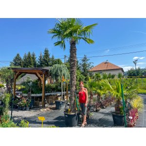 Palma konopná (Trachycarpus fortunei) - výška kmeňa 220-240 cm, celková výška 300-350 cm (-17°C)
