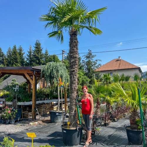 Palma konopná (Trachycarpus fortunei) - výška kmeňa 240-270 cm, celková výška 300-350 cm (-17°C)