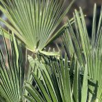 Palma konopná (Trachycarpus wagnerianus) – výška kmeňa: 20-30 cm, celková výška: 80-100 cm, kont. C20L (-19°C)