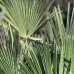 Palma konopná (Trachycarpus wagnerianus) – výška kmeňa 40-50 cm, celková výška 110-130 cm, kont. C30L (-19°C)