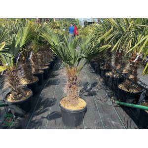 Palma konopná (Trachycarpus wagnerianus) – výška 70-100 cm, výška kmeňa 20-30 cm, kont. C20L (-19°C)