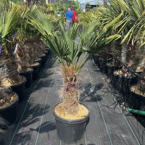 Palma konopná (Trachycarpus wagnerianus) – výška kmeňa 40-50 cm, celková výška 110-130 cm, kont. C30L (-19°C)