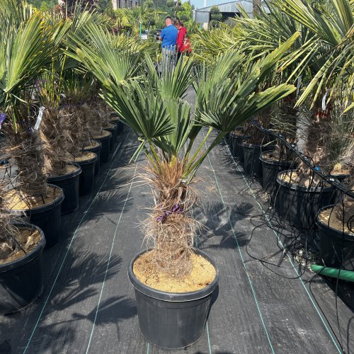 Palma konopná (Trachycarpus wagnerianus) – výška kmeňa: 20-30 cm, celková výška: 80-100 cm, kont. C20L (-19°C)