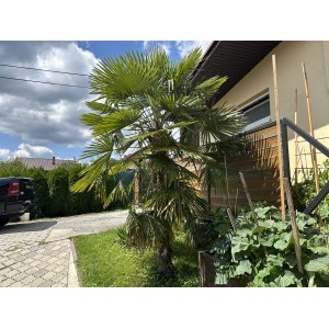 Palma konopná (Trachycarpus fortunei) - výška kmeňa 40-50 cm, celková výška 120-160 cm, kont. C20L/55L (-17°C)