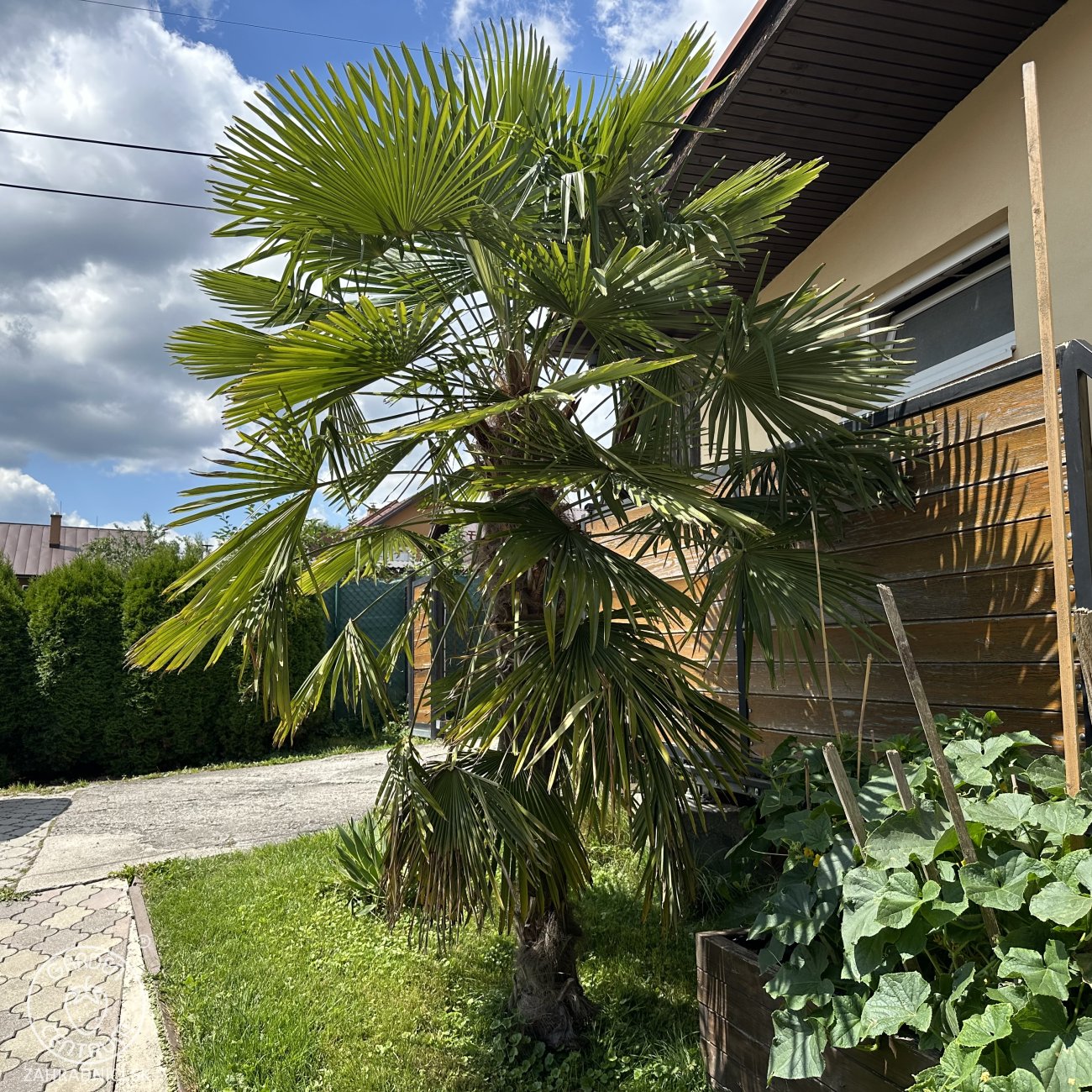 Obrázok Palma konopná (Trachycarpus fortunei) - výška 20-30 cm, kont. C3L ( -17°C)