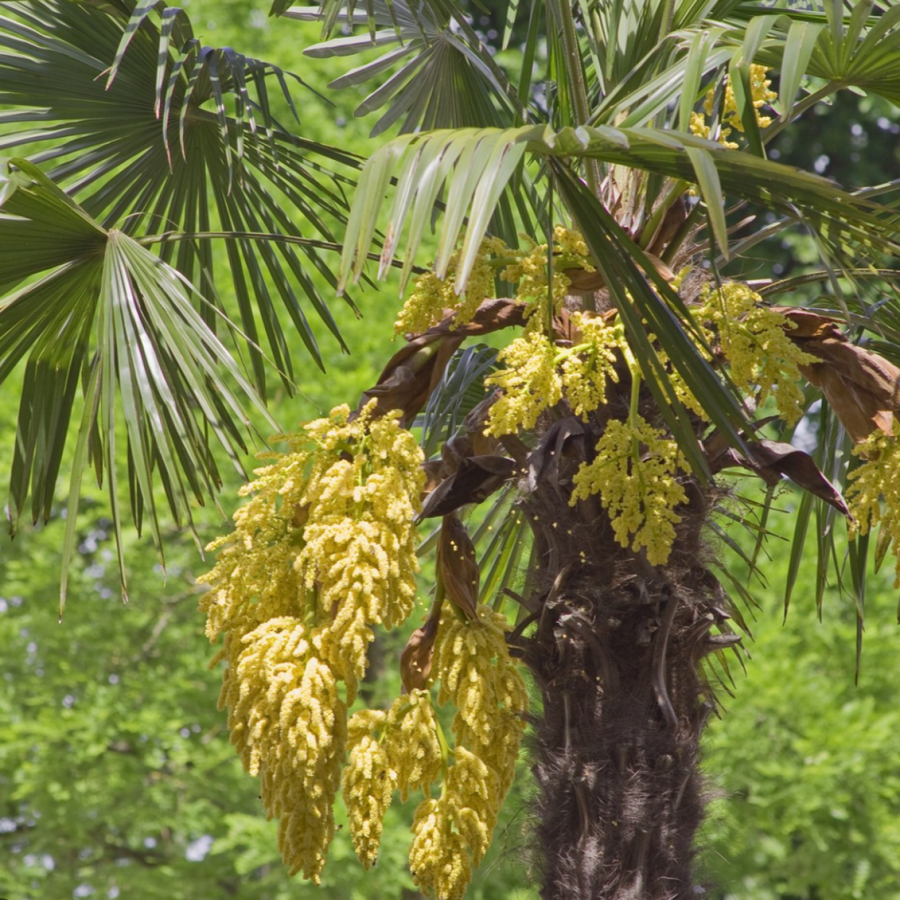 Obrázok Palma konopná (Trachycarpus fortunei) - výška kmeňa 80-90 cm, celková výška 180-220 cm, kont. C70L (-17°C)