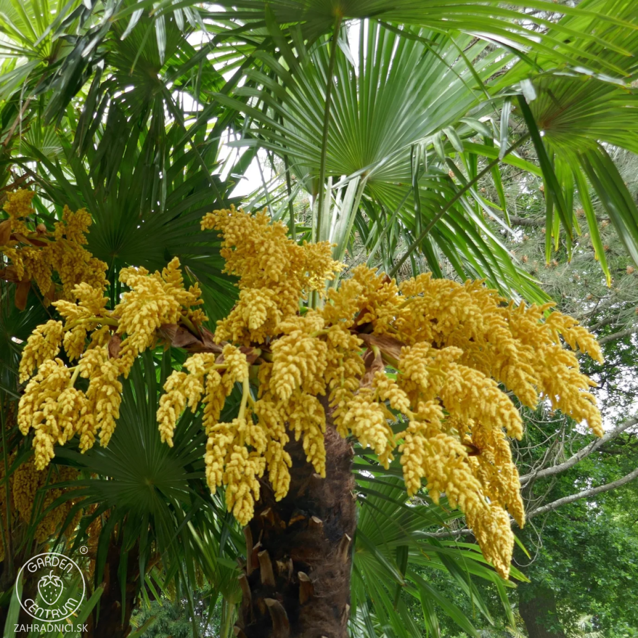 Obrázok Palma konopná (Trachycarpus fortunei) - výška kmeňa 20-30 cm, celková výška 100-120 cm, kont. C18L (-17°C)