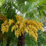 Palma konopná (Trachycarpus fortunei) - výška kmeňa 20-30 cm, celková výška 100-120 cm, kont. C18L (-17°C)